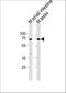 Kruppel Like Factor 4 antibody, M00120-1, Boster Biological Technology, Western Blot image 