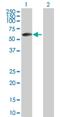 Zinc Finger And BTB Domain Containing 6 antibody, H00010773-B01P, Novus Biologicals, Western Blot image 