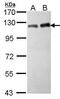 Tripartite Motif Containing 28 antibody, GTX102227, GeneTex, Western Blot image 