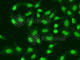 Aprataxin antibody, A5364, ABclonal Technology, Immunofluorescence image 