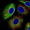 Platelet Activating Factor Acetylhydrolase 1b Catalytic Subunit 3 antibody, NBP1-86305, Novus Biologicals, Immunofluorescence image 