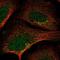 Src Like Adaptor 2 antibody, PA5-66149, Invitrogen Antibodies, Immunofluorescence image 