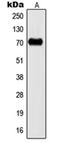 Potassium Voltage-Gated Channel Subfamily C Member 2 antibody, orb214152, Biorbyt, Western Blot image 