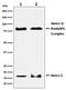 Small Ubiquitin Like Modifier 1 antibody, M00631-1, Boster Biological Technology, Western Blot image 