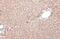 Prohibitin antibody, GTX101105, GeneTex, Immunohistochemistry paraffin image 