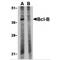 BCL2 Like 10 antibody, MBS151077, MyBioSource, Western Blot image 