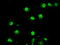 Tribbles Pseudokinase 2 antibody, M06479, Boster Biological Technology, Immunofluorescence image 