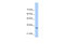 MAF BZIP Transcription Factor B antibody, 27-922, ProSci, Western Blot image 