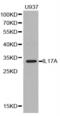 IL-17 antibody, abx002300, Abbexa, Western Blot image 
