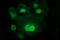 Interleukin-1 alpha antibody, M01144-1, Boster Biological Technology, Immunofluorescence image 