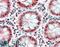 Zinc Finger Protein 703 antibody, 46-618, ProSci, Enzyme Linked Immunosorbent Assay image 