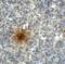 T Cell Immunoreceptor With Ig And ITIM Domains antibody, SD8827, ProSci, Immunohistochemistry paraffin image 