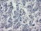 Interferon Regulatory Factor 3 antibody, LS-C114617, Lifespan Biosciences, Immunohistochemistry frozen image 