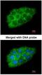 Insulin Like Growth Factor 2 MRNA Binding Protein 2 antibody, NBP1-33728, Novus Biologicals, Immunocytochemistry image 