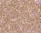 Caspase 7 antibody, NBP2-67756, Novus Biologicals, Immunohistochemistry paraffin image 