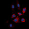 Heat Shock Protein 90 Alpha Family Class B Member 1 antibody, LS-C359019, Lifespan Biosciences, Immunofluorescence image 