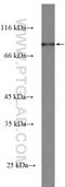 Bdif1 antibody, 27147-1-AP, Proteintech Group, Western Blot image 