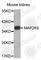 Mitogen-Activated Protein Kinase Kinase 6 antibody, A0145, ABclonal Technology, Western Blot image 