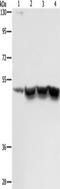 Inhibitor Of Growth Family Member 1 antibody, TA350698, Origene, Western Blot image 