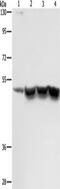 Inhibitor of growth protein 1 antibody, TA350698, Origene, Western Blot image 