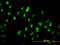 GA Binding Protein Transcription Factor Subunit Alpha antibody, LS-C133212, Lifespan Biosciences, Immunofluorescence image 