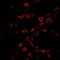ATPase H+/K+ Transporting Subunit Beta antibody, NBP2-32035, Novus Biologicals, Immunohistochemistry paraffin image 