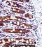 SRC Proto-Oncogene, Non-Receptor Tyrosine Kinase antibody, abx034619, Abbexa, Immunocytochemistry image 