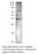 Bone Morphogenetic Protein 8a antibody, BMP-801AP, FabGennix, Western Blot image 