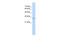 Aly/REF Export Factor antibody, 29-831, ProSci, Western Blot image 