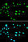 RuvB Like AAA ATPase 1 antibody, A5723, ABclonal Technology, Immunofluorescence image 