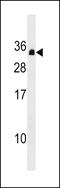 Programmed Cell Death 10 antibody, LS-C158556, Lifespan Biosciences, Western Blot image 