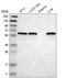 Kelch Like Family Member 5 antibody, HPA013958, Atlas Antibodies, Western Blot image 