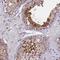 Serine Protease 54 antibody, NBP1-88043, Novus Biologicals, Immunohistochemistry frozen image 