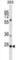 Pleckstrin Homology And FYVE Domain Containing 1 antibody, abx028879, Abbexa, Western Blot image 