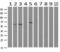 RIC8 Guanine Nucleotide Exchange Factor A antibody, M06726, Boster Biological Technology, Western Blot image 