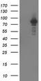 Protein Kinase C Epsilon antibody, LS-C172604, Lifespan Biosciences, Western Blot image 