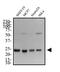 High Mobility Group Box 1 antibody, NB100-2322, Novus Biologicals, Western Blot image 