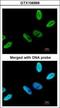 Chromosome 9 Open Reading Frame 78 antibody, GTX106966, GeneTex, Immunocytochemistry image 