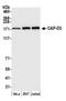 Non-SMC Condensin II Complex Subunit D3 antibody, A300-604A, Bethyl Labs, Western Blot image 