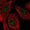 Senataxin antibody, NBP2-58495, Novus Biologicals, Immunocytochemistry image 