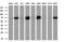 NUMB Endocytic Adaptor Protein antibody, M01206-2, Boster Biological Technology, Western Blot image 