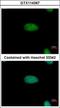 AT-Rich Interaction Domain 3A antibody, GTX114367, GeneTex, Immunocytochemistry image 