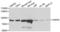 Heat Shock Protein Family A (Hsp70) Member 5 antibody, abx000626, Abbexa, Western Blot image 