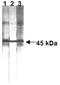 FAS antibody, GTX13549, GeneTex, Western Blot image 