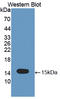 TNF Receptor Superfamily Member 19 antibody, LS-C374777, Lifespan Biosciences, Western Blot image 