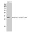 Olfactory Receptor Family 10 Subfamily T Member 2 antibody, A16511, Boster Biological Technology, Western Blot image 