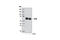 Transcription Factor EB antibody, 4240S, Cell Signaling Technology, Western Blot image 