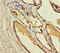 Cystatin 11 antibody, LS-C397963, Lifespan Biosciences, Immunohistochemistry paraffin image 