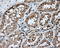 Nitrilase 1 antibody, LS-C115125, Lifespan Biosciences, Immunohistochemistry frozen image 