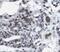 Paired Box 8 antibody, FNab06176, FineTest, Immunohistochemistry frozen image 